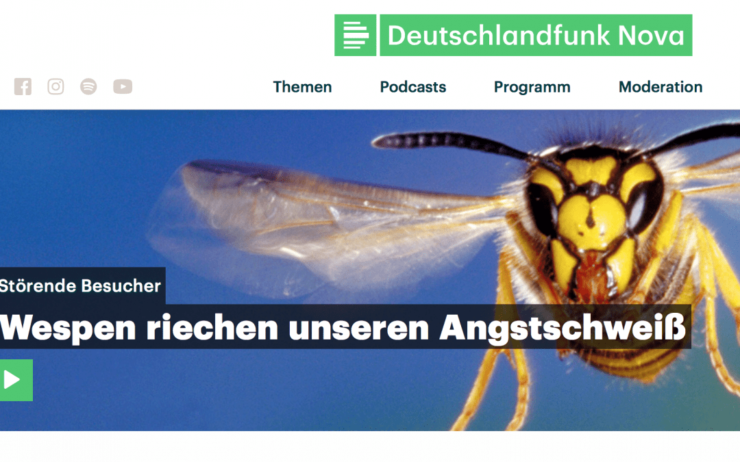 Wespen können Euren Angstschweiss…